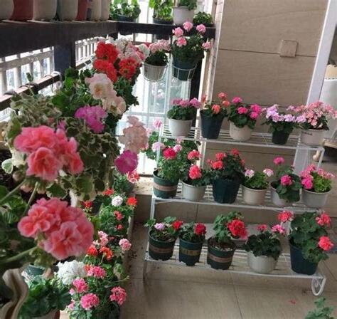 家裡種花風水