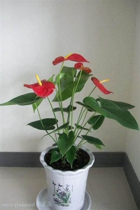 紅掌怎麼養
