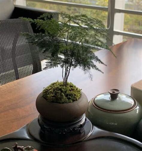文竹風水