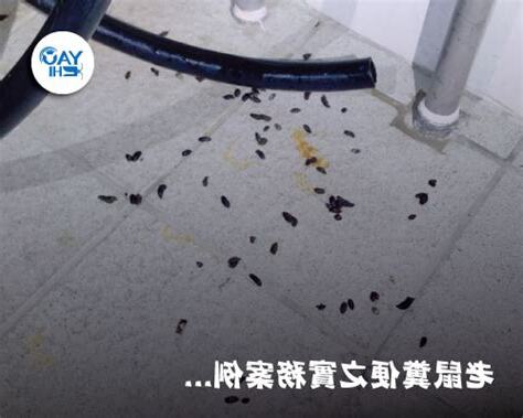 家裡有老鼠屎