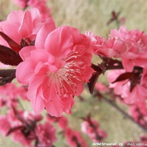 桃花緣意思