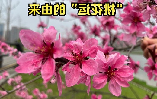 桃花寓意