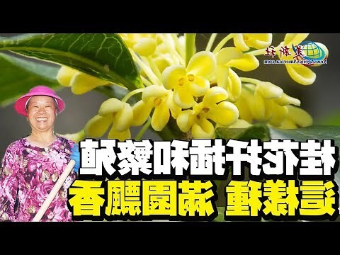 桂花品種分辨