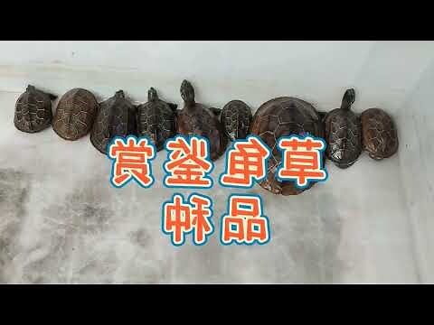 草龜巴西龜