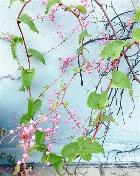 常見爬藤植物