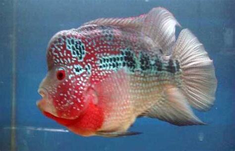珍珠羅漢魚