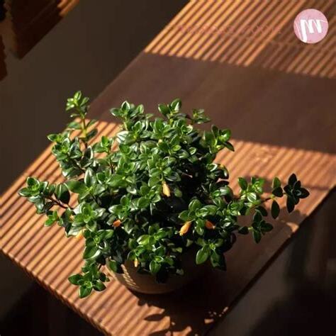 七葉蘭風水