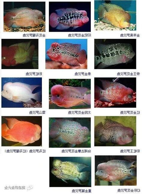 羅漢魚種類