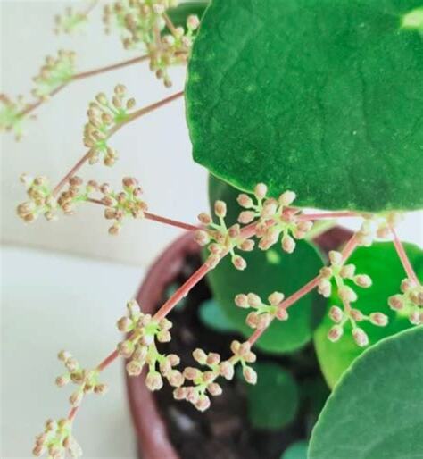 鏡面草風水