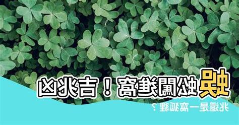 蜈蚣跑到家裡