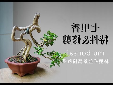 大葉七里香風水