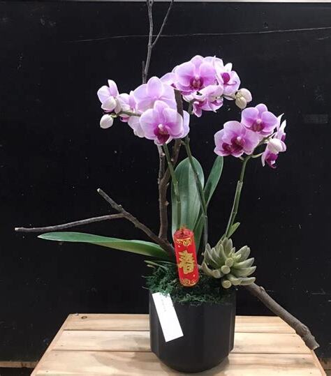 神桌可以放蘭花嗎