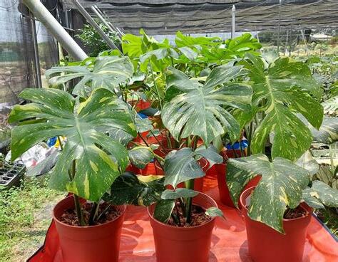 龜背芋破財