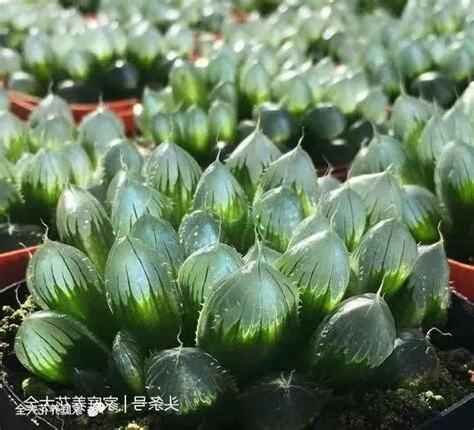 玉露養護