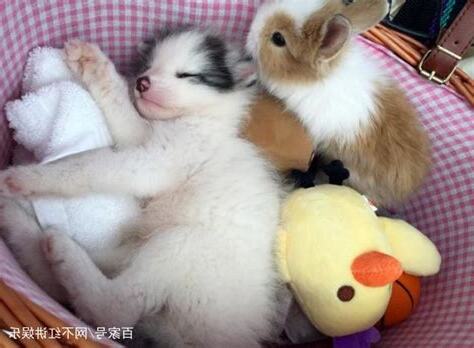 家裏養個狐狸仙