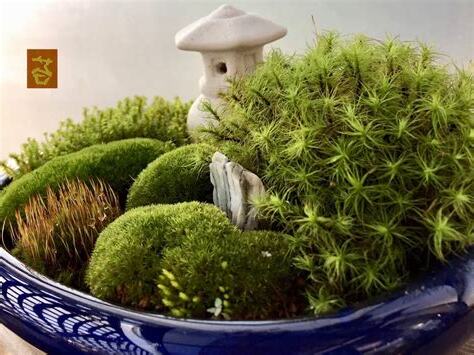 苔蘚盆景