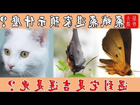 飛蛾入屋風水