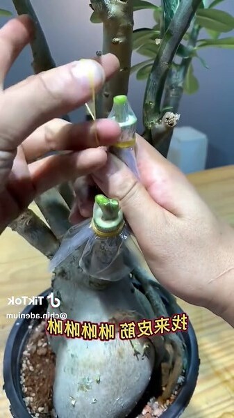 吉祥花卉