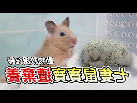 夢到寵物鼠死掉