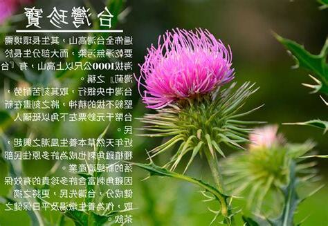 雞角刺功效禁忌