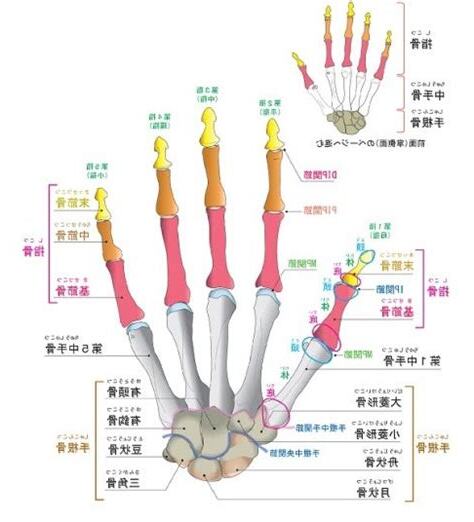 第一指節