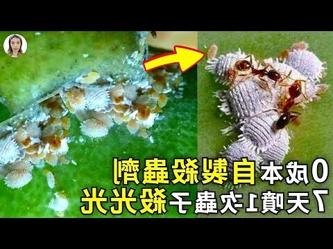 螞蟻在水裡
