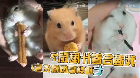 鼠的種類
