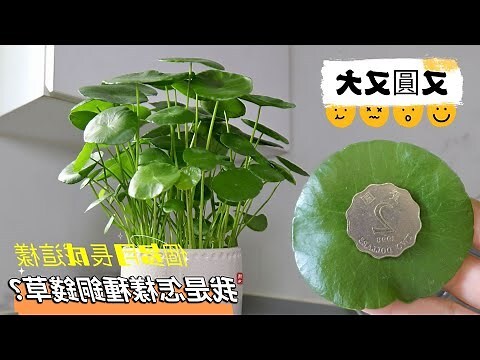 錢幣草風水
