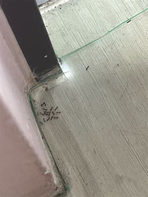 房間很多螞蟻