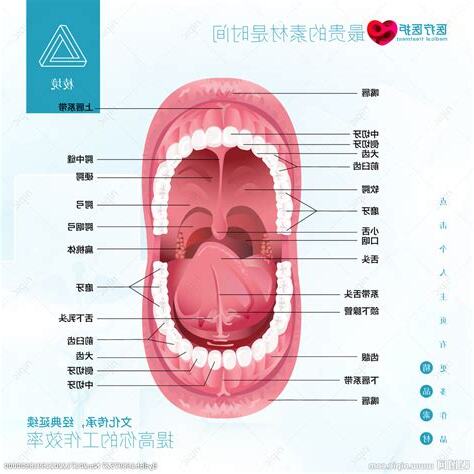 嘴巴器官