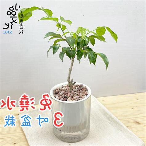 進財樹會開花嗎