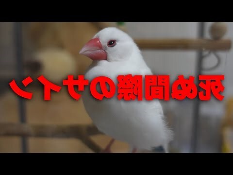 鳥突然死掉