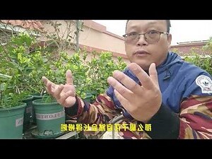梔子花室內