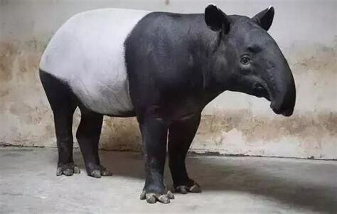 食鐵獸蚩尤