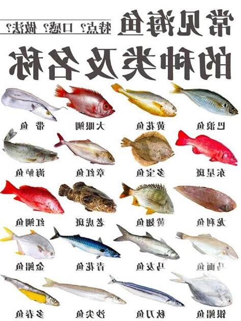 飼養魚的種類