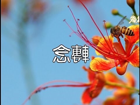 心念的故事
