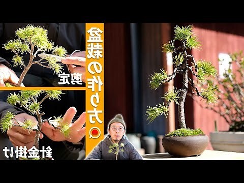 蓬萊松盆栽