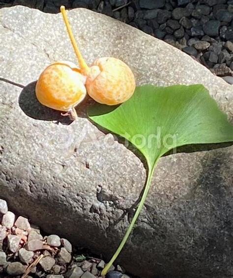 生銀杏