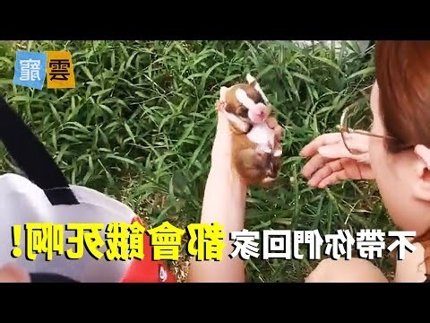 夢見三隻小狗