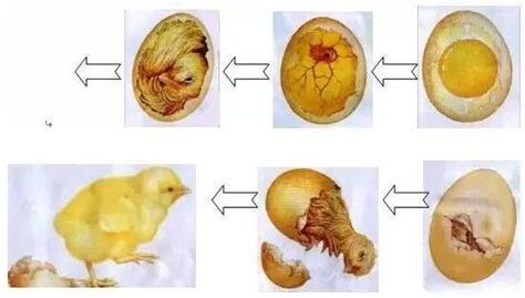 孵蛋過程