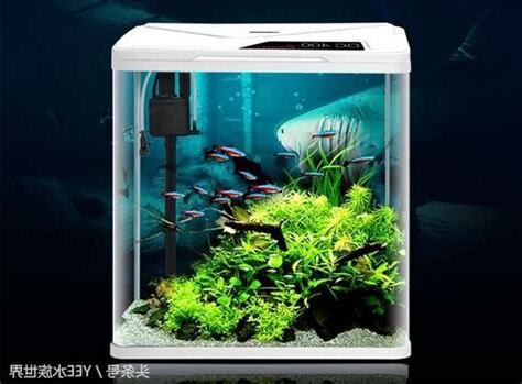 魚缸太小