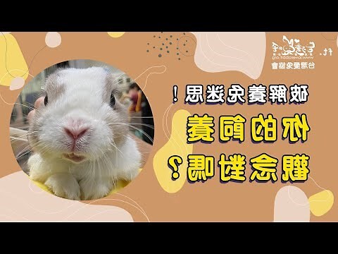 家裡養兔子好嗎