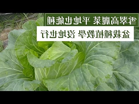 盆栽要