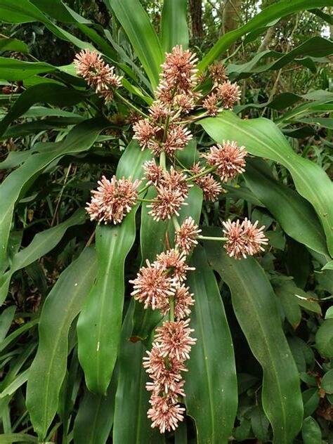 香龍血樹開花