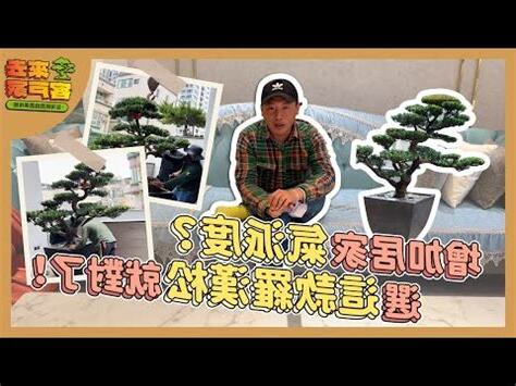 羅漢鬆放室內