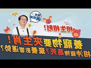 生肖養寵物