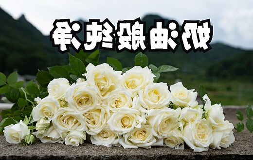 白色月季