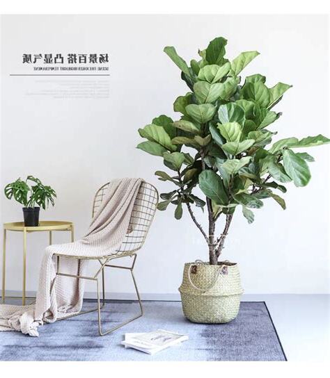 大型植物盆栽
