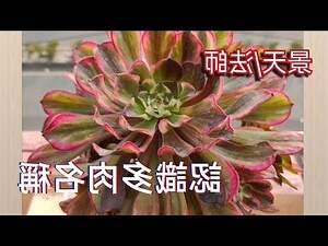 品種大全多肉植物名稱