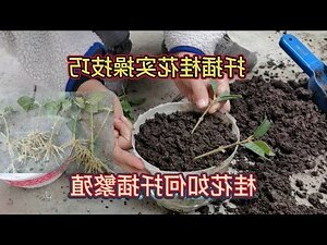 桂花繁殖方法